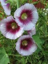 25 Pcs Purple Lavencer Hollyhock Flower Seeds #MNSB - £11.87 GBP