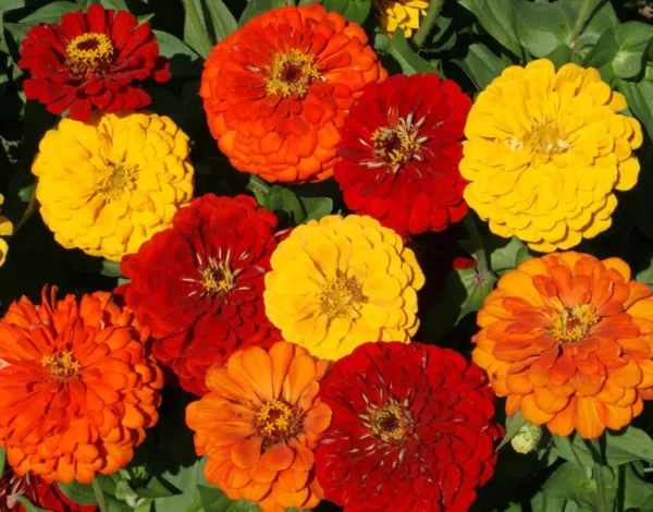 Fresh Lava Lamp Zinnia Seeds 100+ Flower Elegans Yellow Orange Red Usa - $7.58