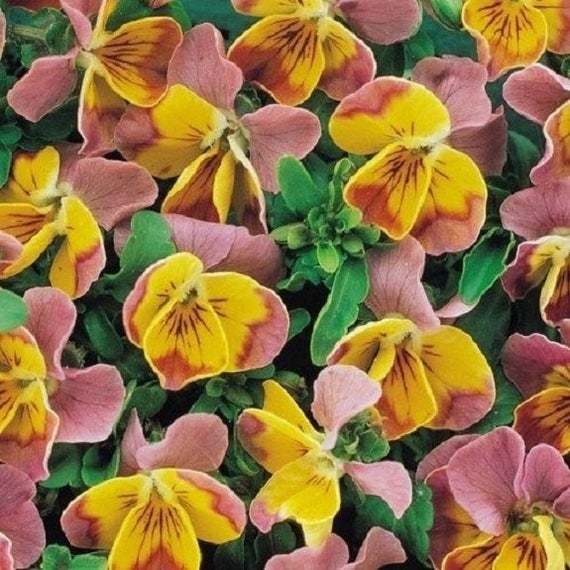 Primary image for 35 Seeds Bi-Color Miniola Pink Heart Viola Shade Loving Perennial Flower 