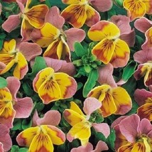 35 Seeds Bi-Color Miniola Pink Heart Viola Shade Loving Perennial Flower  - £13.30 GBP