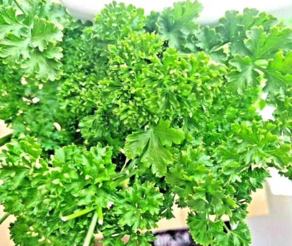 2000+ Parsley Spring Seeds Herb Vegetable Non-Gmo Heirloom Curled Greens... - £4.76 GBP