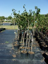 Harko Nectarine 4-6 Ft Tree Fruit Trees Plants Plant Sweet Tasty Nectarines Now! - £110.93 GBP