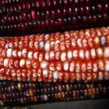 Beautiful Large Rainbow Indian Corn Seeds Gardening Easy Grow USA SHIPPING - $8.97