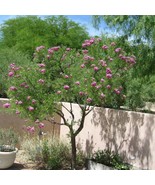 Desert Willow Tree Seeds Chilopsis Linearis Large Pink Flowers Garden - $11.88