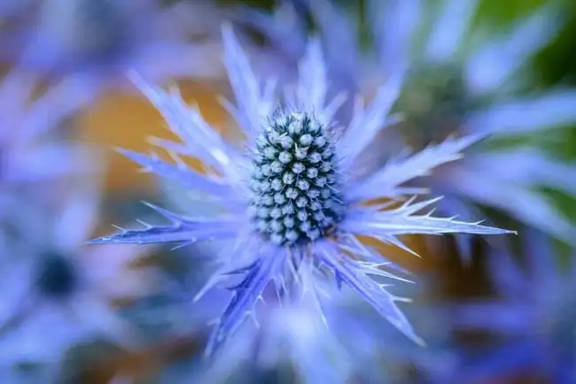 25 Blue Star Seeds To Plant Grow Sea Holly Eryngium Flower Seeds Fresh Garden - £17.29 GBP