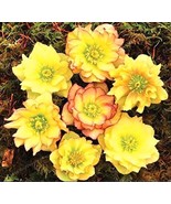 Helleborus Seed Winter Rose Flower Grow In Winter Flower Seed Plant Colo... - $10.90