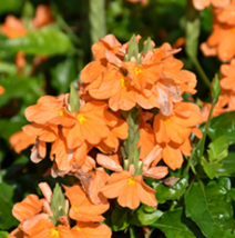 10 Pc Seeds Crossandra infundibuliformis Flower, Orange Marmalade Seeds | RK - £14.84 GBP