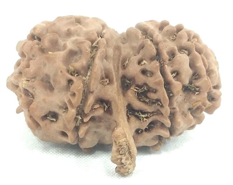 Rare Gauri Shankar Ganesh Rudraksha - 9 mukhi - IGL Certified - $148.49