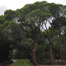 Pinus Pinea Italian Stone Umbrella Or Parasol Pine 10 Seeds US Fast Ship... - $20.70