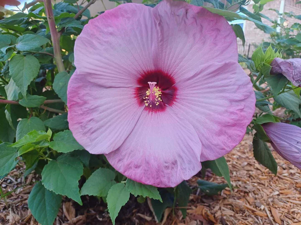 Giant Hibiscus Flower, 100 Seeds D - £11.22 GBP