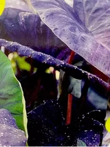 Fragrant Colocasia ‘Black Coral’ (1) Bulb Elephant Ear Alocasia Taro - $3.80