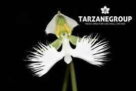 HABENARIA / PECTEILIS RADIATA “WHITE EGRET FLOWER” TERRESTRIAL ORCHID TUBER - $22.25