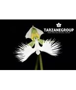 HABENARIA / PECTEILIS RADIATA “WHITE EGRET FLOWER” TERRESTRIAL ORCHID TUBER - $22.25