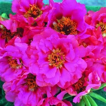 PORTULACA SEEDS PORTULACA LOGRO ROSE 50 MULTI PELLETED SEEDS - $28.48