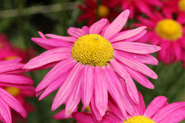 SGHOST 100 Pink Robinsons Daisy Painted Chrysanthemum Coccineum Pyrethrum Flower - £7.64 GBP