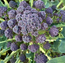 Purple Sprouting Broccoli Seeds | Heirloom | Organic FRESH - £9.36 GBP