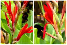 Red Canna Lily Rhizome (Arrowroot, Canna Indica) Live Plant - Home Garden - £41.55 GBP