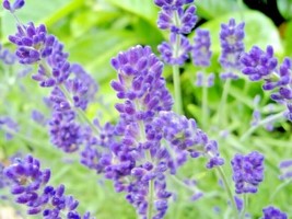 301+True English Lavender Seed Organic Herb Oils Fragrance Dried Repellent Fresh - £6.68 GBP