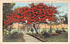 Palm Beach Florida~Royal Poinciana TREE-RITTER Estate Grounds Postcard 1920s - £4.12 GBP