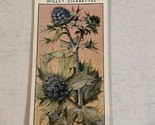 Sea Holly WD &amp; HO Wills Vintage Cigarette Card #37 - $2.96