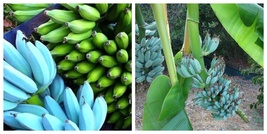 ICE CREAM Blue Java Live Musa Banana Tree Well Rooted Starter Plant - £50.19 GBP