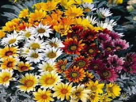 50 Gazania Seeds Talent Mix Seeds Flower Seeds Fresh Seeds Gardening USA - £16.21 GBP