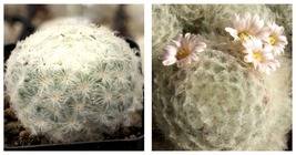 20 seeds Mammillaria Plumosa Feather Cactus Seeds professional pack - £23.59 GBP