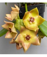Hoya cv. ruthie 12 inches well rooted. . - $367.95 MXN