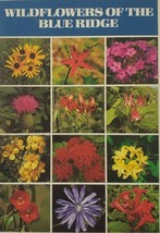 Wildflowers Blue Ridge Black Eyed Susan Thistle Lily Morning Glory + Pos... - $5.95