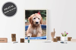 PRINTABLE wall art, Goldendoodle Playing in a kiddie pool, Portrait | Do... - £2.74 GBP