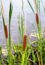 SEPTH 200++ Cattail Seeds (Typha latifolia) Common Cat tail, Fresh Seeds... - $5.31