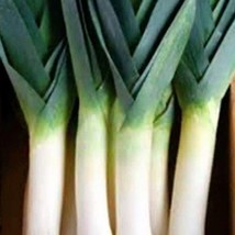 500 Seeds Large American Flag Leek Non-GMO | Fresh Garden Seeds - £12.55 GBP