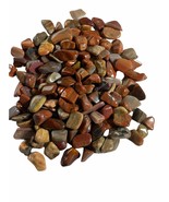 Washington Petrified Wood 6x Tumbled Stone Small 15-20mm Reiki Healing C... - $6.80 CAD