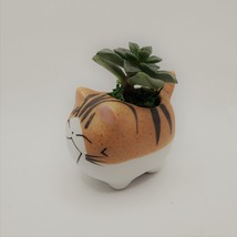 Echeveria Succulents in Laughing Cat Planters, Live Plants in 2.5" Kitten Pots image 8
