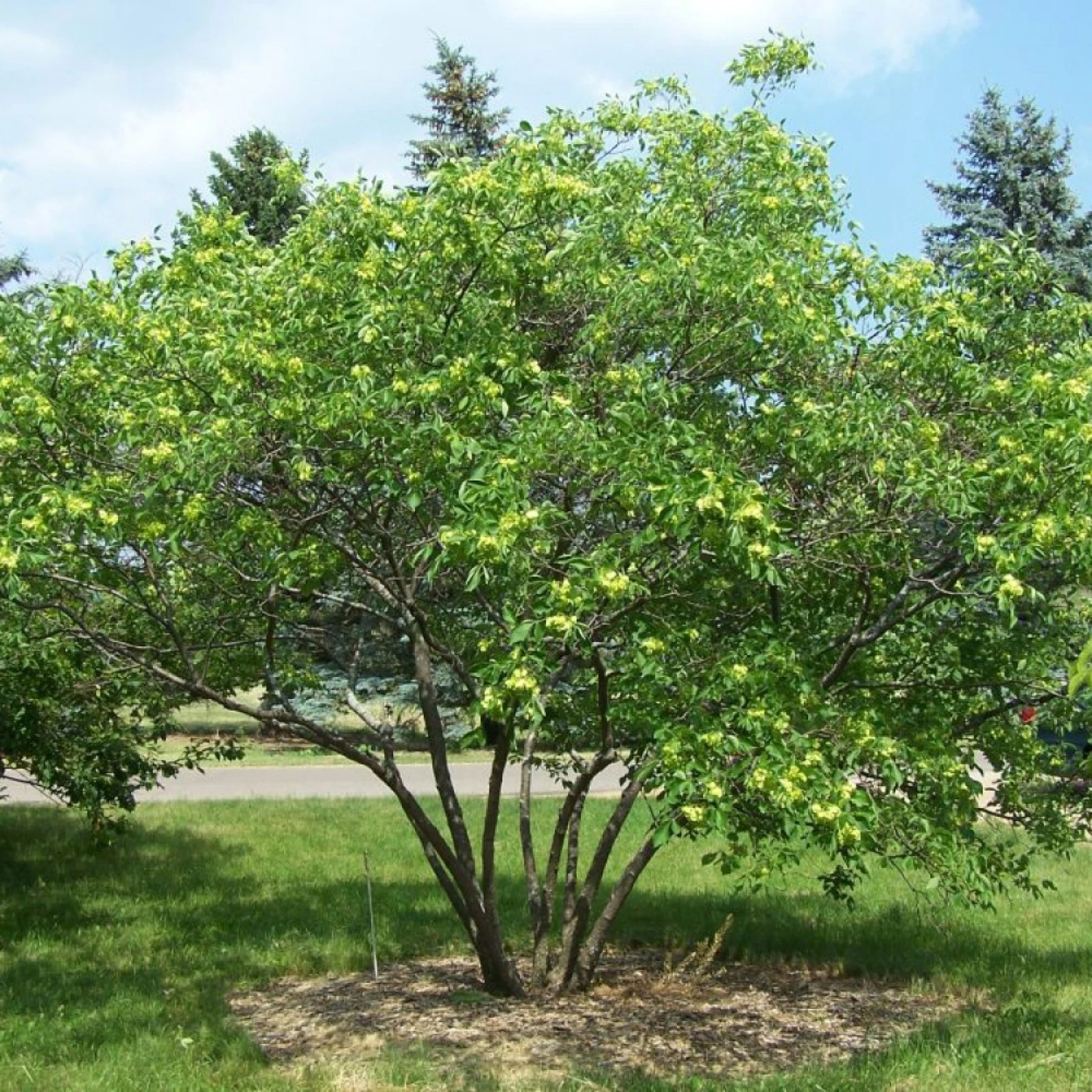HOP TREE / ASH Ptelea Trifoliata - 15 SEEDS - $13.59