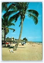 Vintage Beach Scene Sunbathers Palm Trees Hotel FL Postcard - $5.95
