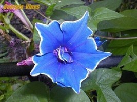 Morning Glory Ipomoea Japanese Blue Picotee 10 Seeds Fresh Garden USA SELLER - $14.92