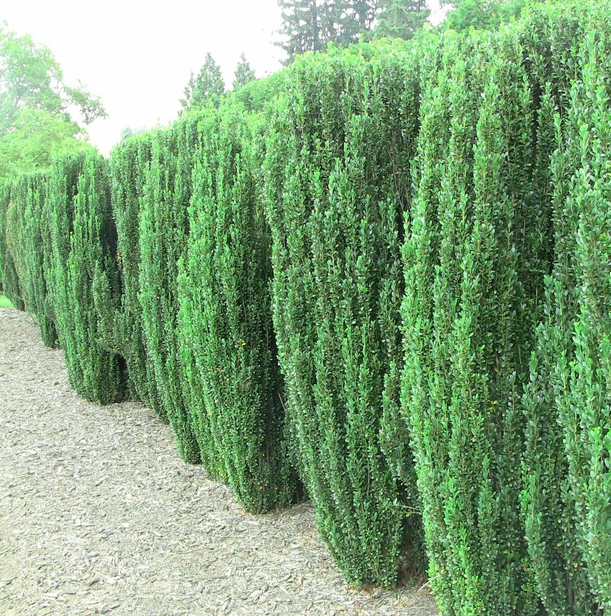 Giant 25 Sky Pencil Holly Shrubs/Trees/Hedges 3-6&quot; Tall Live Plants 2.5&quot;s - $4,010.77 MXN