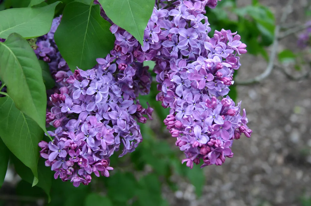 Syringa Vulgaris Dark Purple Common Lilac Seeds Fresh Garden - £7.81 GBP