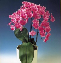 100 Seeds Phalaenopsis Orchid Flower T16 Garden USA Shipping - $8.49