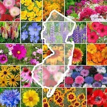 Us Seller Wildflower New Jersey State Flower Mix Perennials Annuals Usa Non-GMO - £4.78 GBP