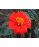 Fire Red Orange Mexican Sunflower Annual Daisy Seeds Tithinoa Rotundifoli - £6.14 GBP