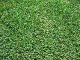 Bermuda Grass Seed, Hulled, (5 Lb. Pack), Drought Tolerant Lawn Seed - £109.50 GBP