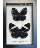 Hamadryas Laodamia Pair Starry Night Butterflies Framed Entomology Shado... - $166.20 CAD