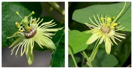 STARTER Plant Yellow Lutea Passiflora Passion Fruit - £36.25 GBP