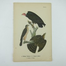 Bird Litho Print Turkey Vulture Cooper&#39;s Hawk John James Audubon Antique 1890 - £16.07 GBP