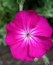 50 + Rose Campion Lychnis/ Pérenne/ Cerf Résistant / Facile à Croissance - £11.90 GBP