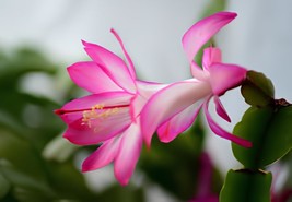 200 Seeds schlumbergera Flores Christmas Cactus Plant plantas - £12.69 GBP