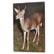 Postcard Young Buck Deer Chrome Unposted - £5.45 GBP