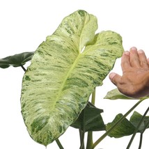 Paraiso Verde~~Variegated Philodendron Small Rooted Starter Plant~~EXTREMELY RAR - £33.76 GBP